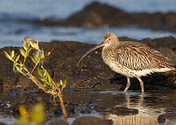 Eurasian Curlew