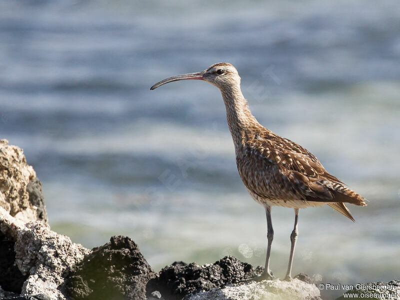 Eurasian Whimbrel