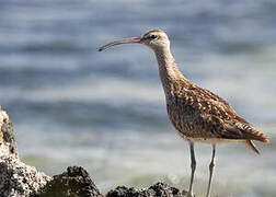 Eurasian Whimbrel