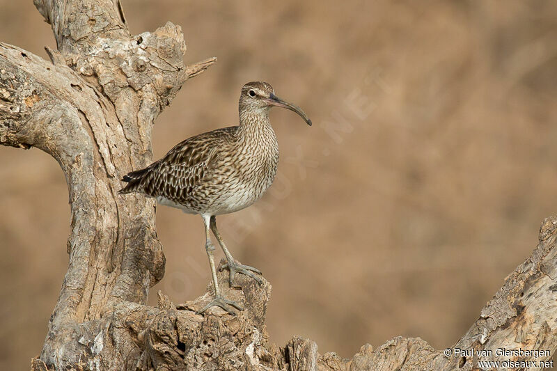 Eurasian Whimbrel