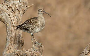 Eurasian Whimbrel