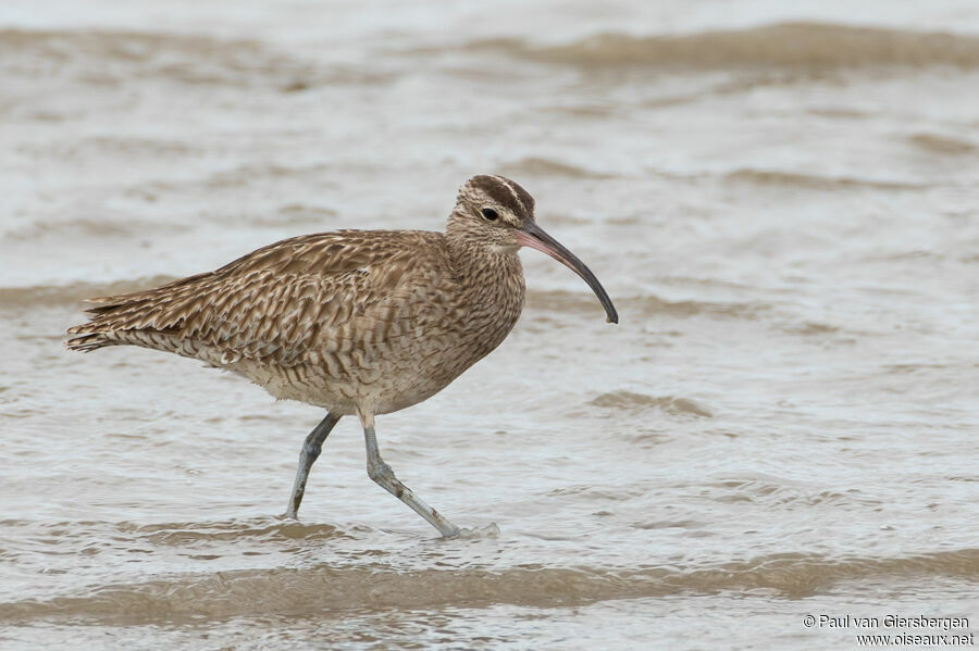 Eurasian Whimbreladult