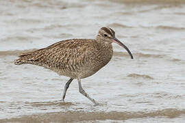 Eurasian Whimbrel