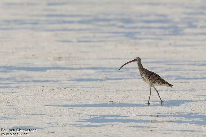 Far Eastern Curlewadult, habitat, pigmentation, walking, fishing/hunting