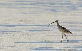 Far Eastern Curlew