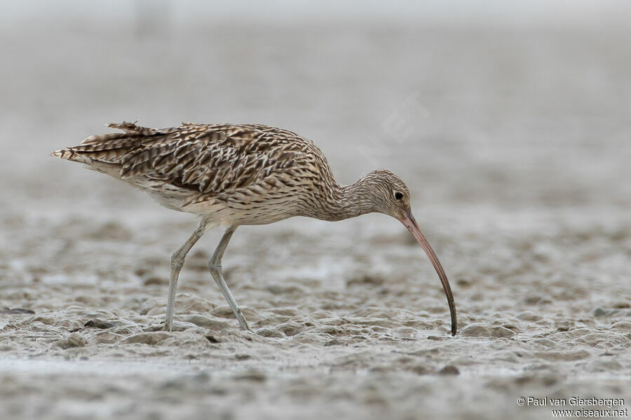 Far Eastern Curlewadult