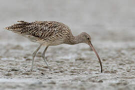 Far Eastern Curlew