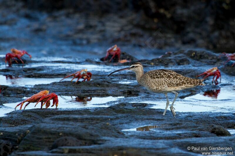 Hudsonian Whimbrel