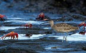 Hudsonian Whimbrel