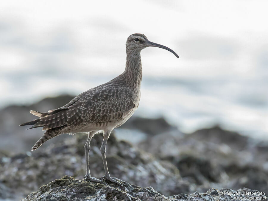 Hudsonian Whimbreladult