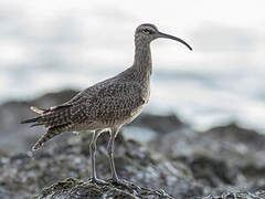 Hudsonian Whimbrel