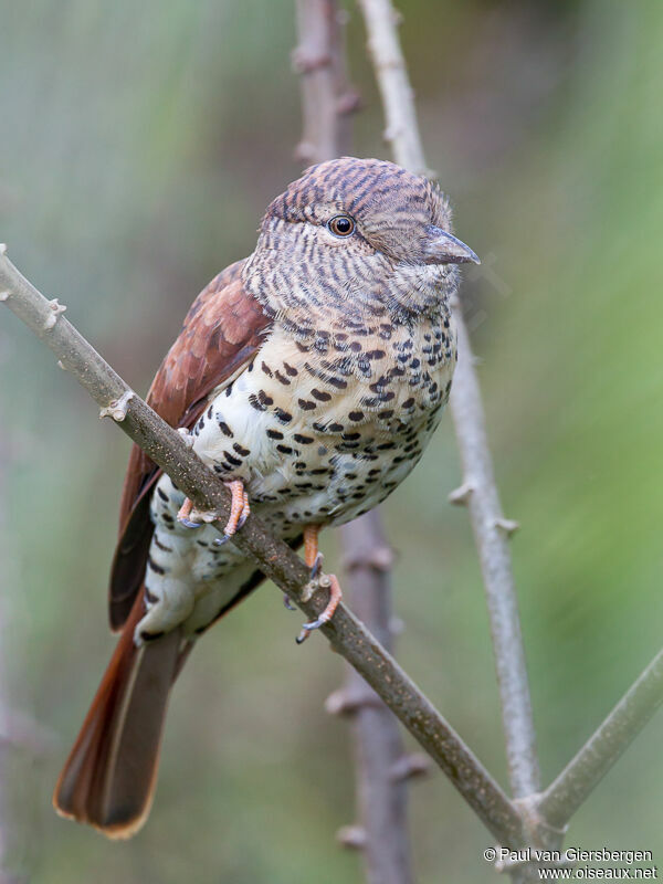 Cuckoo-roller female adult