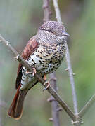 Cuckoo-roller