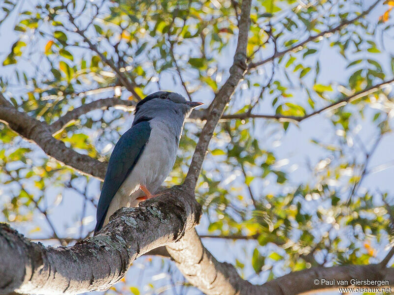 Cuckoo-roller