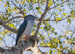 Cuckoo-roller