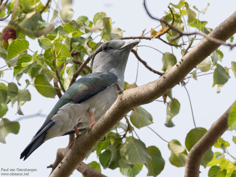 Cuckoo Roller male adult