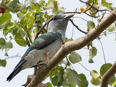 Cuckoo-roller