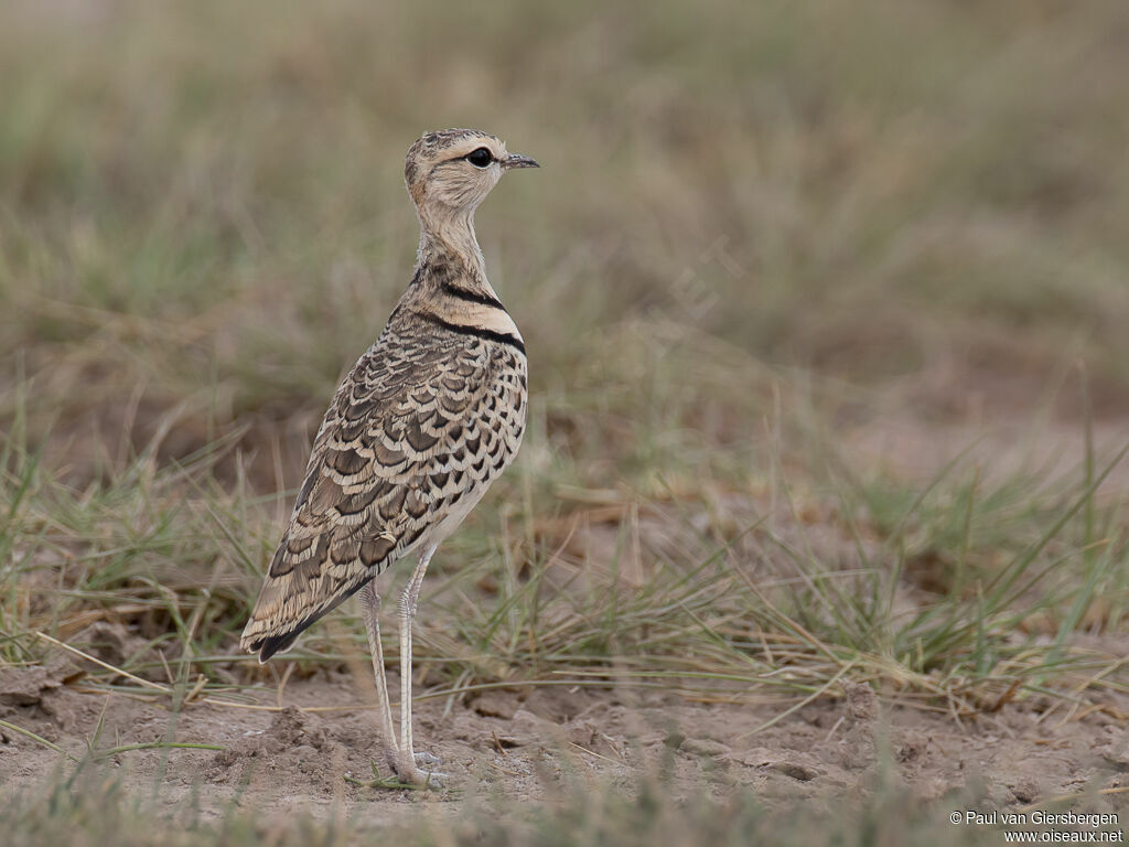 Double-banded Courseradult