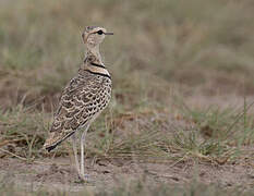 Double-banded Courser