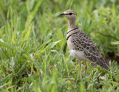 Double-banded Courser