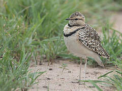 Double-banded Courser