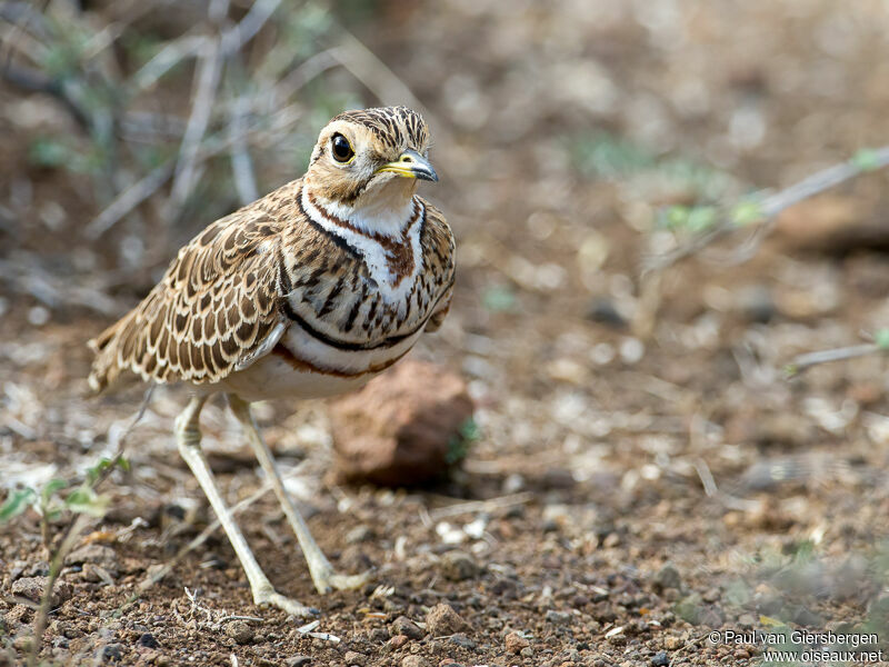 Three-banded Courseradult