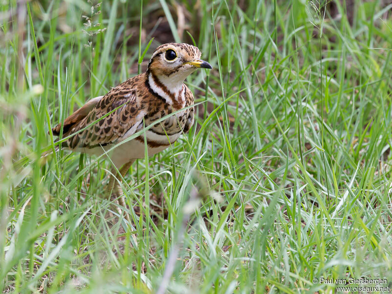 Three-banded Courser