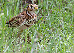 Three-banded Courser