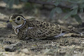 Three-banded Courser