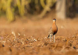 Indian Courser