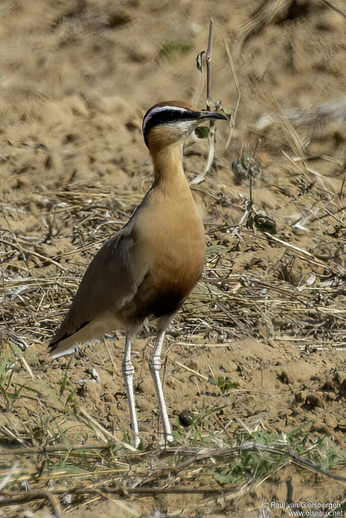 Courvite de Coromandel