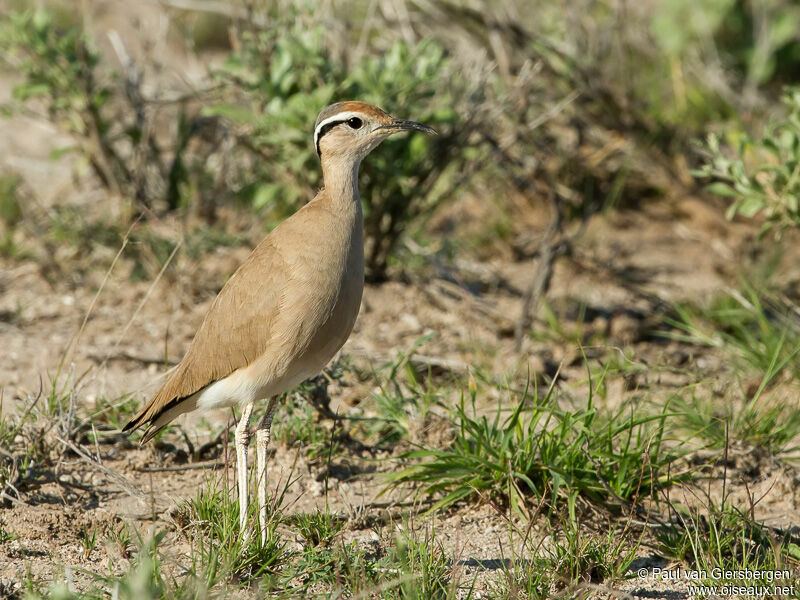 Somali Courser