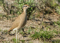 Somali Courser