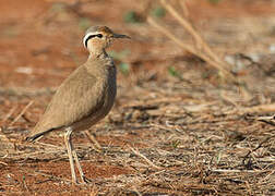 Somali Courser