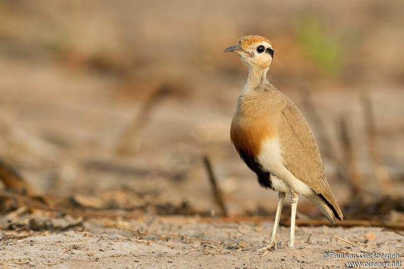 Temminck's Courser