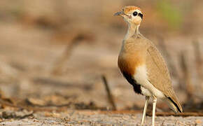 Temminck's Courser