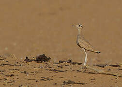 Cream-colored Courser