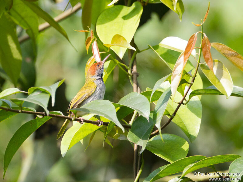 Dark-necked Tailorbird