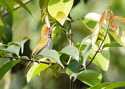 Dark-necked Tailorbird