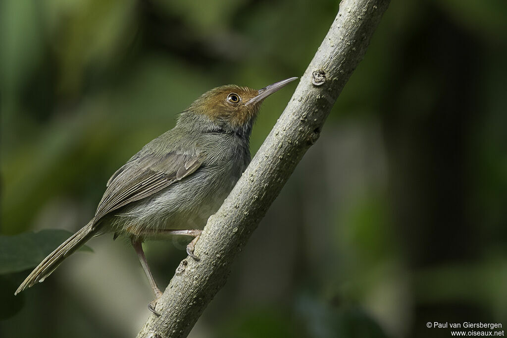 Olive-backed Tailorbirdadult