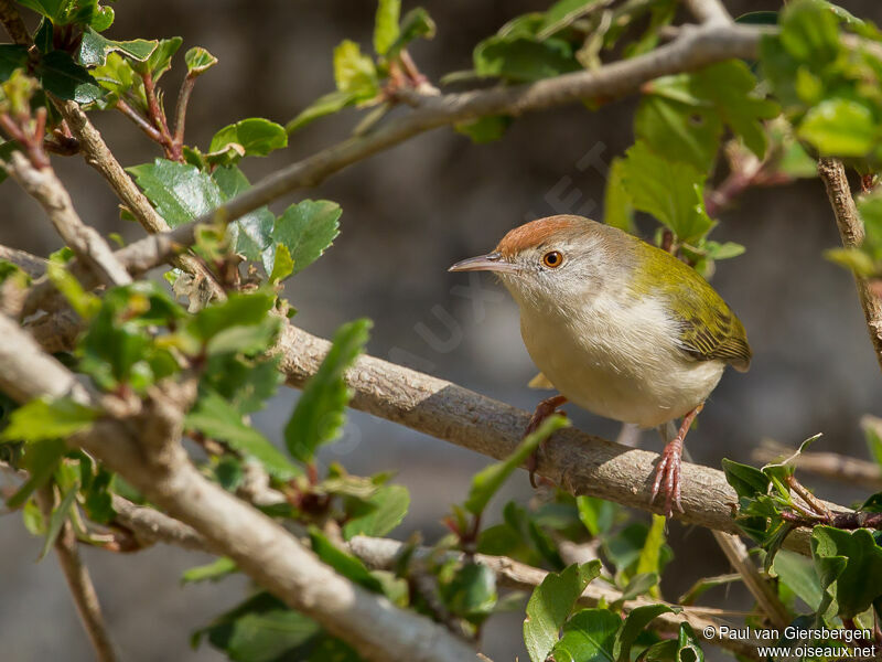 Common Tailorbird