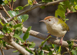 Common Tailorbird