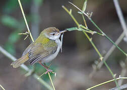 Common Tailorbird