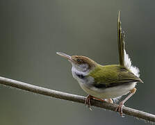 Common Tailorbird