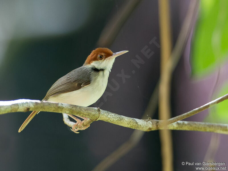 Rufous-tailed Tailorbird