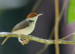 Rufous-tailed Tailorbird