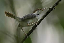 Rufous-tailed Tailorbird