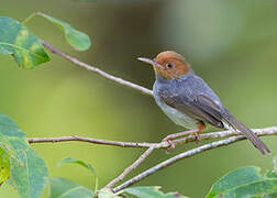 Ashy Tailorbird