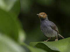 Ashy Tailorbird