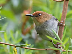 Red-capped Forest Warbler